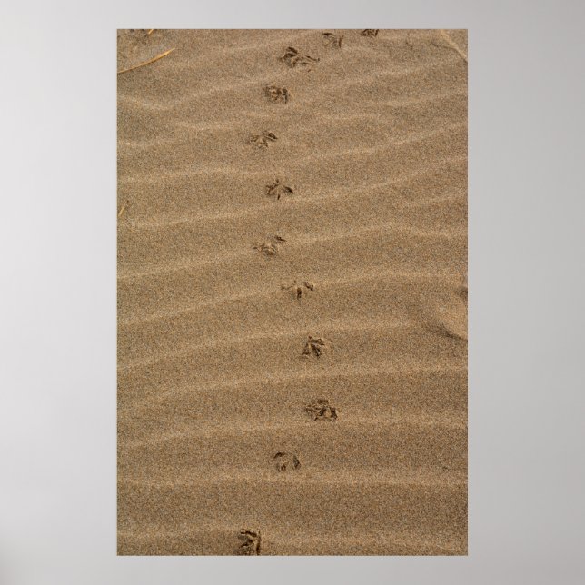 Poster Empreintes dans le sable (Devant)