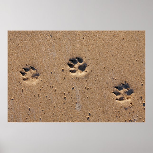 Poster Empreintes de pattes de chiens sur une plage de sa (Devant)