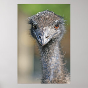 Poster Emu