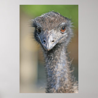 Poster Emu