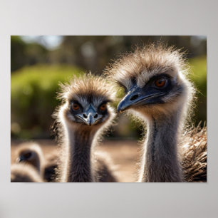 Poster Emu Birds