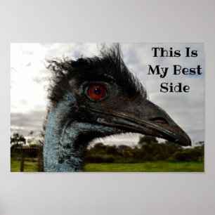 Poster Emu Montre Son Meilleur Côté,