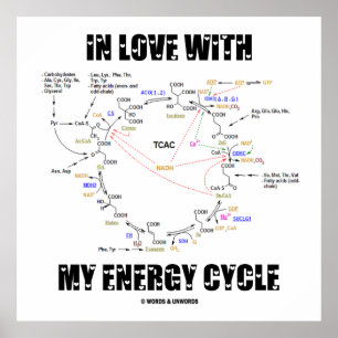 Poster En amour avec mon cycle d'énergie (Krebs Cycle)
