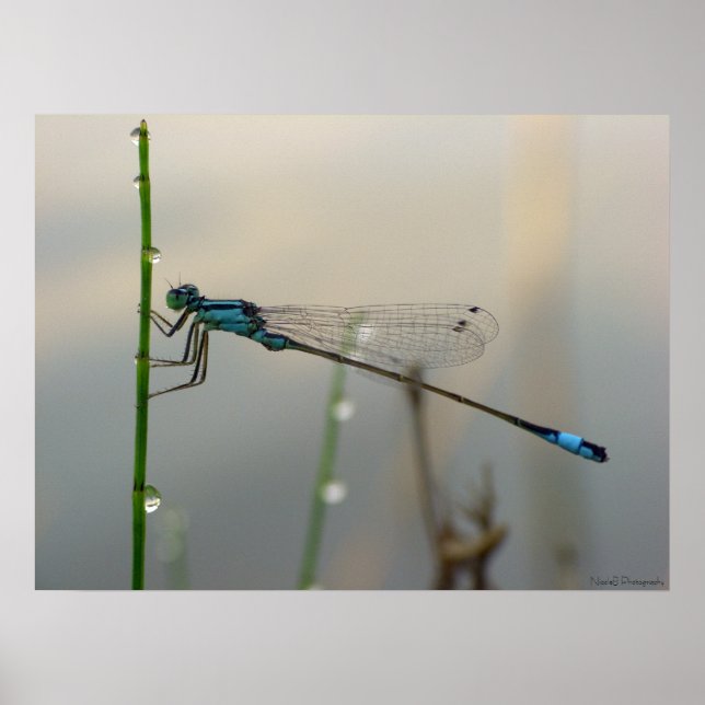 Poster En attente, Blue Damselfly gros plan (Devant)
