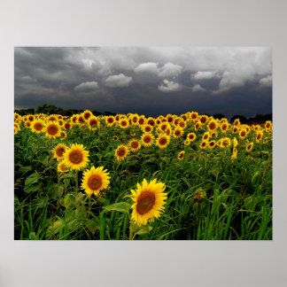 Poster En attente, tournesols, Imprimer