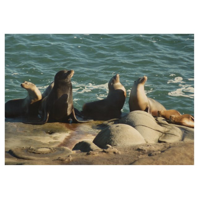Poster En Bois Lions de la mer de San Diego (Devant)