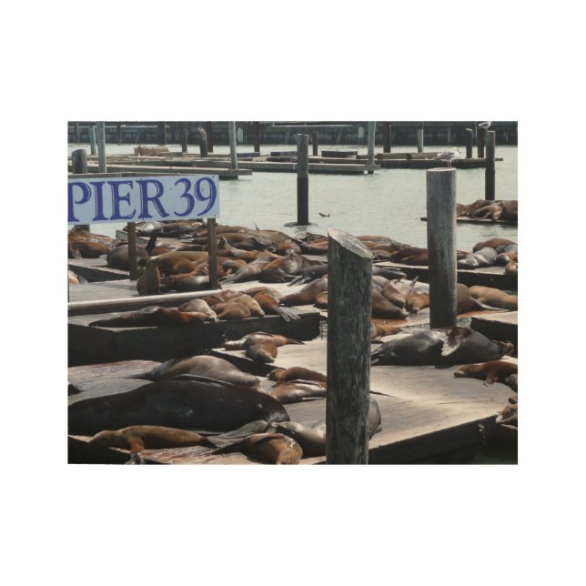 Poster En Bois Pier 39 Sea Lions (Devant)