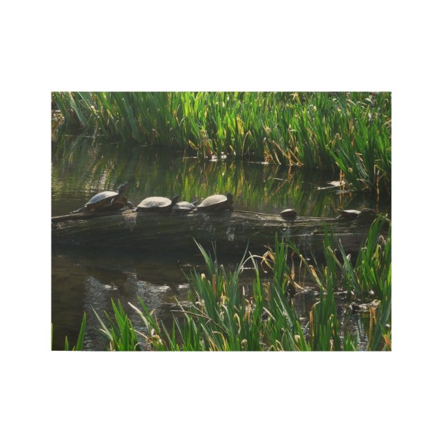 Poster En Bois Rangée de tortues Green Nature Photo (Devant)