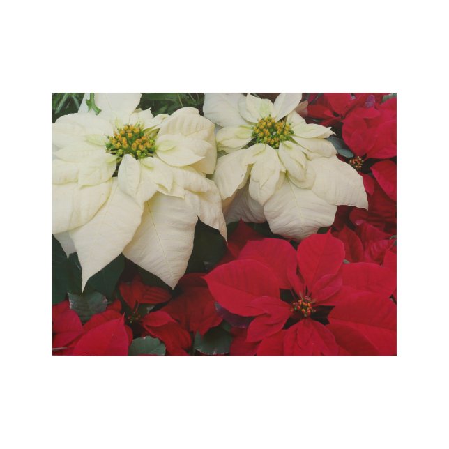 Poster En Bois White and Red Poinsettias (Devant)