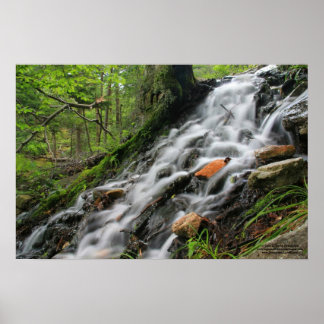 Poster en cascade de la forêt de Roots soyeux