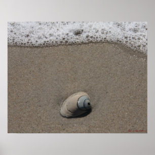 Poster en coquille de plage