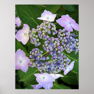 Poster en dentelle Casquette Hydrangea Bloom