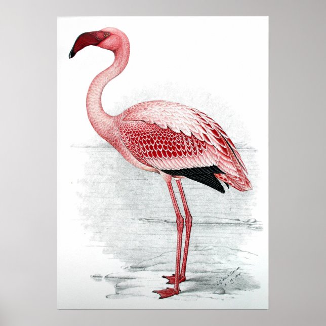 Poster en Flamant rose rose vintage (Devant)