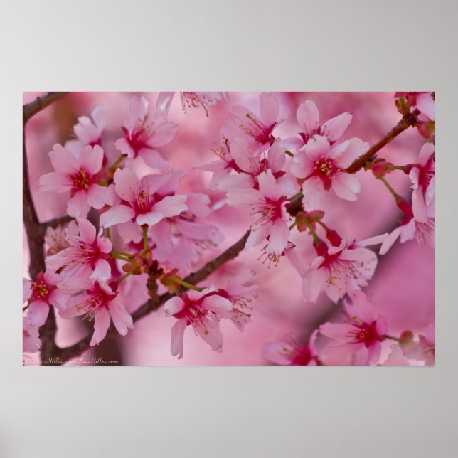 Poster en fleurs de cerisiers japonais rose (Devant)