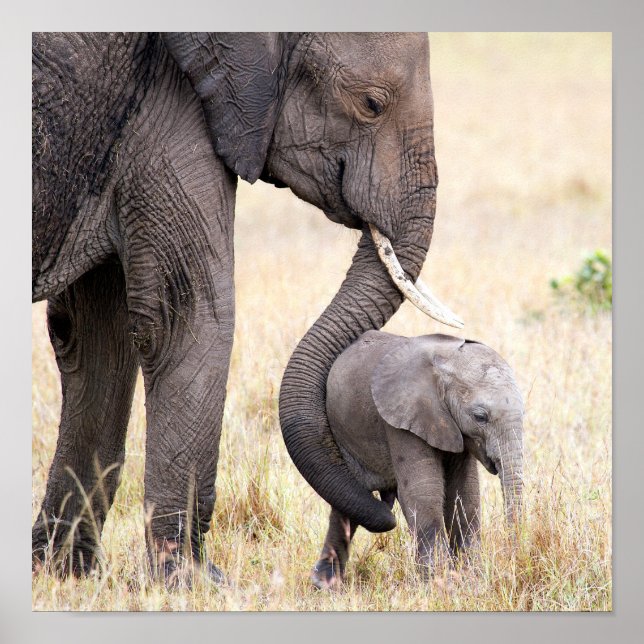 Poster Enfant éléphant avec amour maternel (Devant)