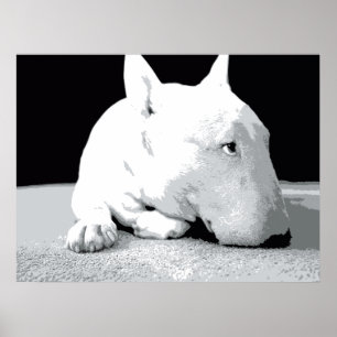 Poster English Bull Terrier, Pop Art Print