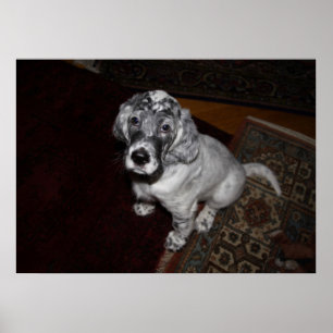 Poster English Setter Puppy