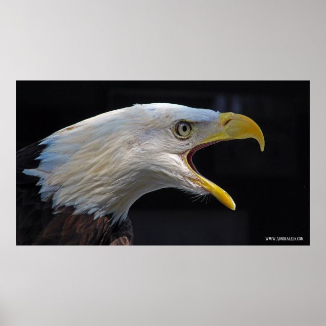 Poster Énorme aigle hurlant (Devant)