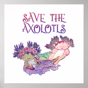 Poster Enregistrer l'affiche Axolotls, Axolotl, Salamande