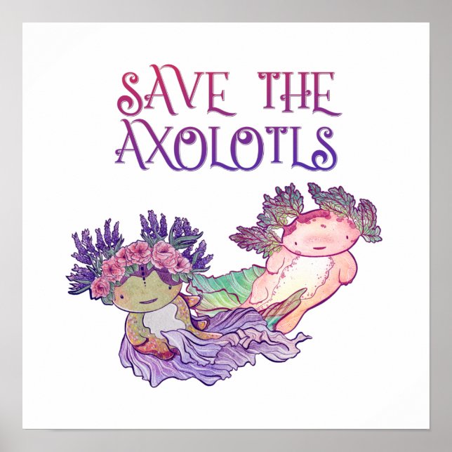Poster Enregistrer l'affiche Axolotls, Axolotl, Salamande (Devant)