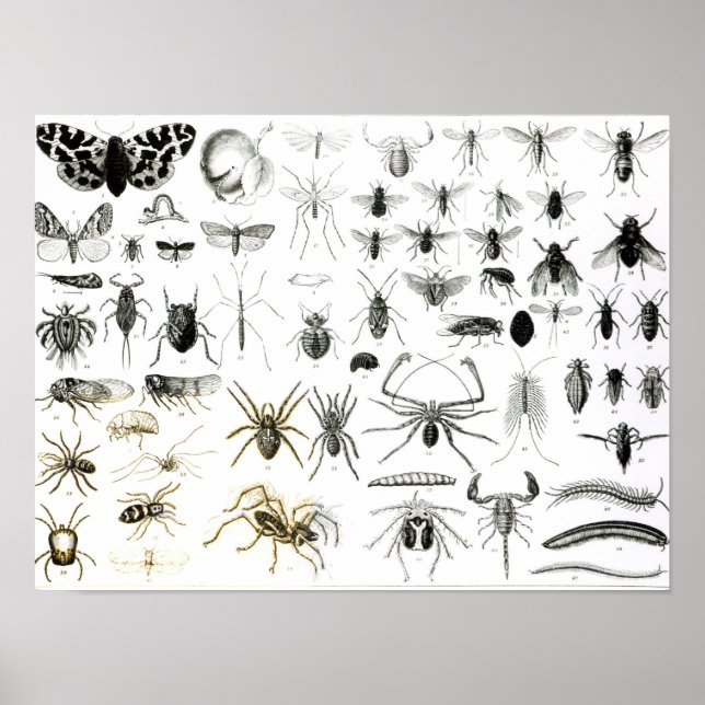 Poster Entomologie, Myriapoda et Arachnida (Devant)