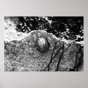 Poster Entouré