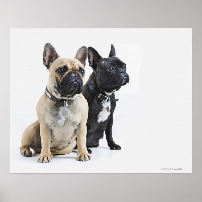 Poster Entraînement et obéissance des chiens (Devant)