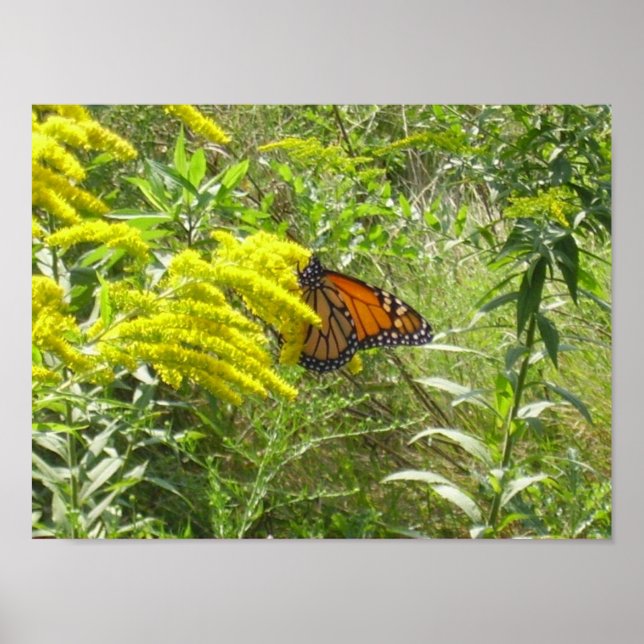 Poster Épargnez le papillon (Devant)