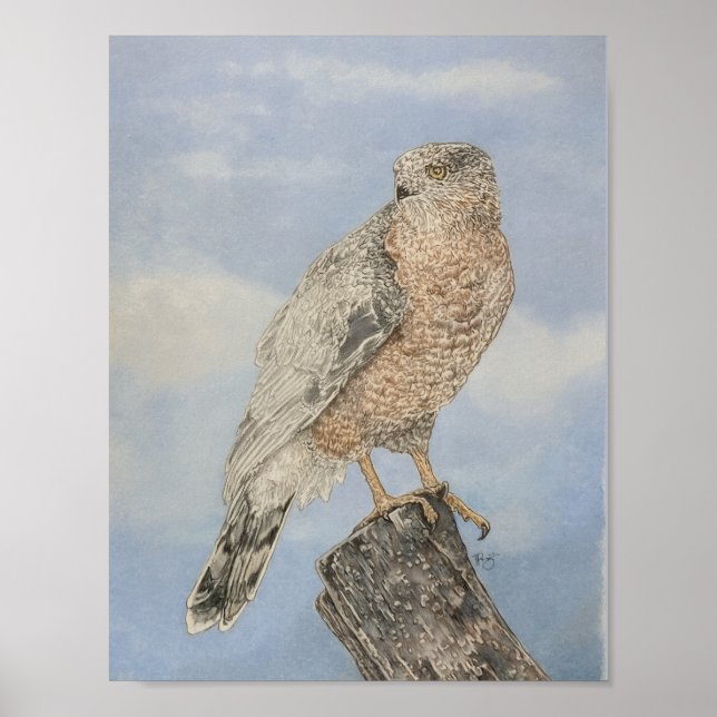 Poster Épervier de Cooper (Devant)