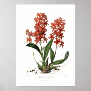 Poster Epidendrum Vitellinum