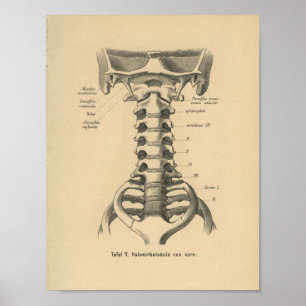 Poster Épine cervicale d'impression d'anatomie d'Allemand