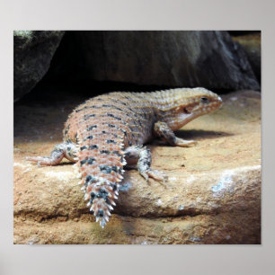 Poster Épinglette de Pilbara Est