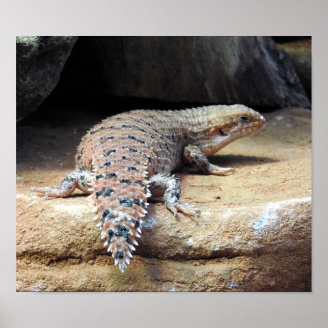 Poster Épinglette de Pilbara Est (Devant)