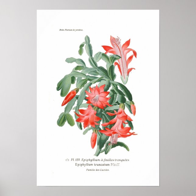 Poster Epiphyllum truncatum (Devant)
