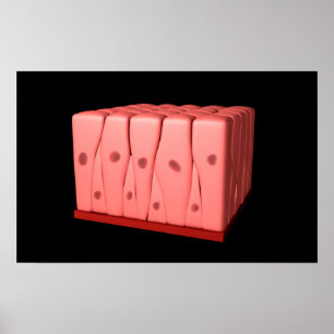 Poster Épithélium Columnaire Pseudostratifié