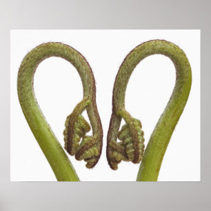 Poster Épouses de fougères 2