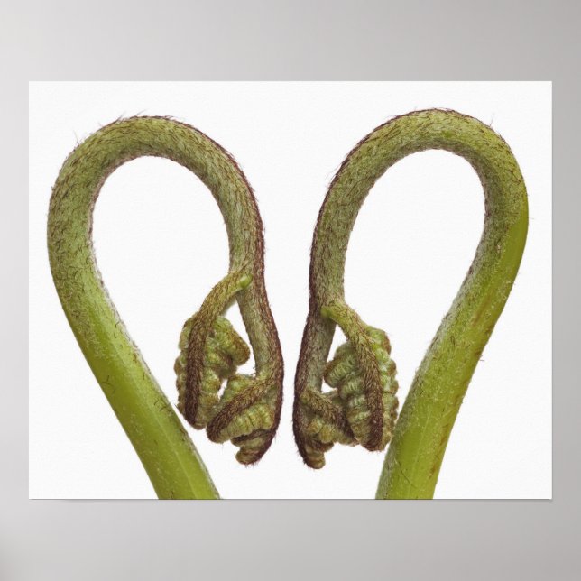 Poster Épouses de fougères 2 (Devant)