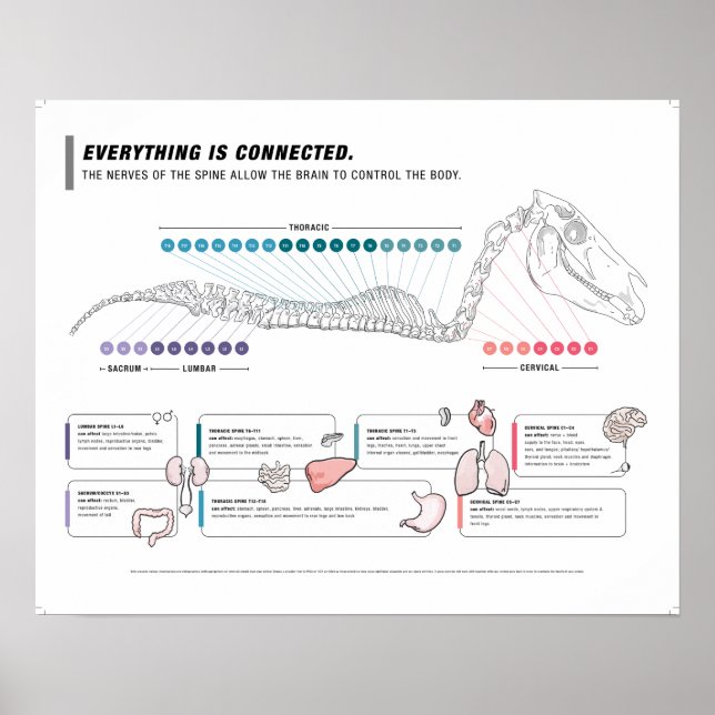 Poster équin (Devant)