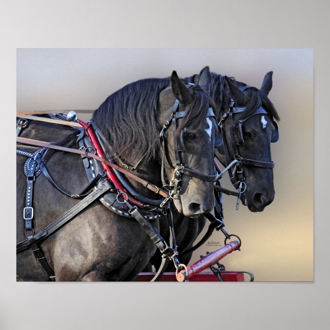 Poster Équipe de travail du Cheval Percheron (Devant)