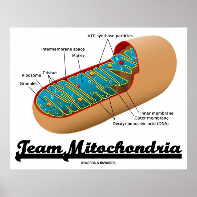 Poster Équipe Mitochondria (Humour Mitochondrion) (Devant)