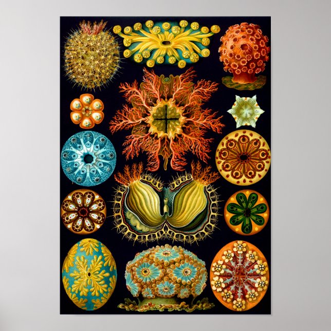 Poster Equipes de mer, Ernst Haeckel Fine Art (Devant)