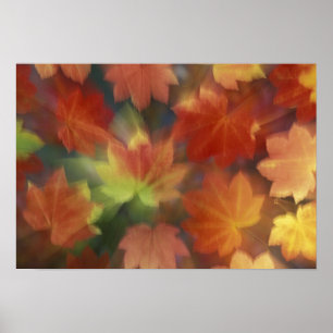Poster Érable à feuilles de vigne
