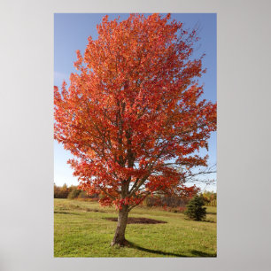 Poster Érable d'automne avec feuilles rouges en feu