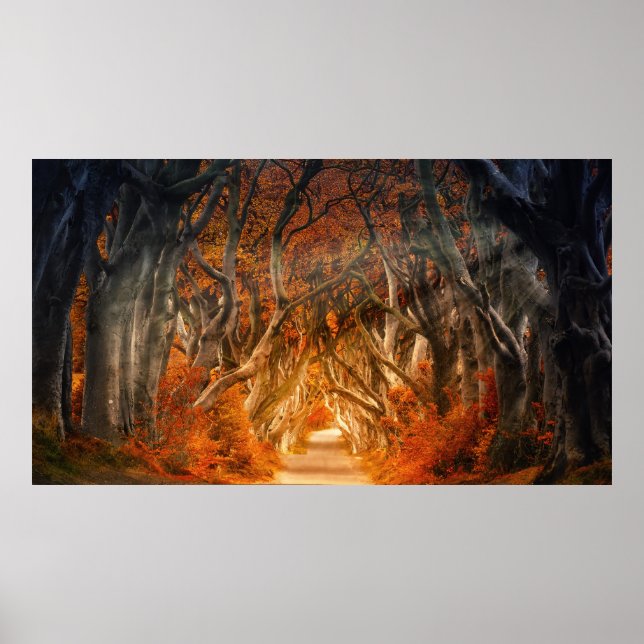 Poster Érable d'automne forêt automne bois feuillage (Devant)