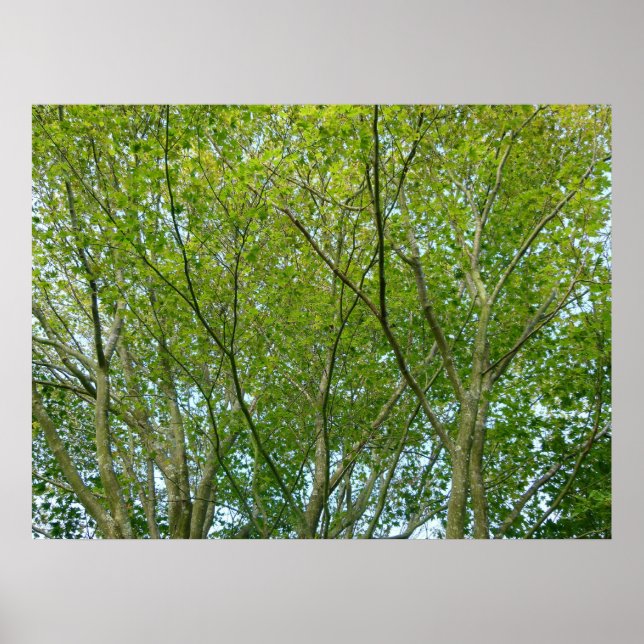 Poster érable japonais (Devant)