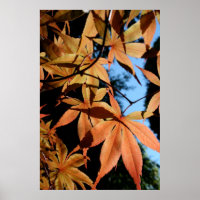 Érable japonais (2) - Photographie florale