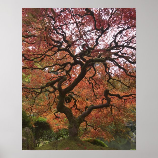 Poster Érable japonais en couleur automne (Devant)