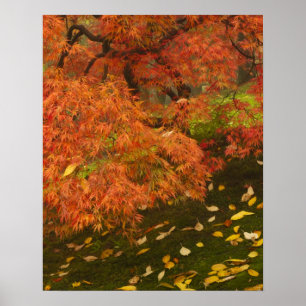Poster Érable japonais en couleur d'automne