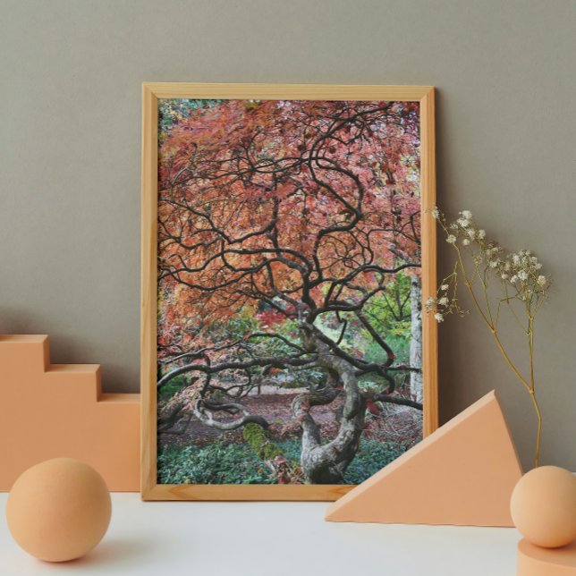 Poster Érable japonais tordu (In Situ)