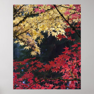 Poster Érables en couleur d'automne
